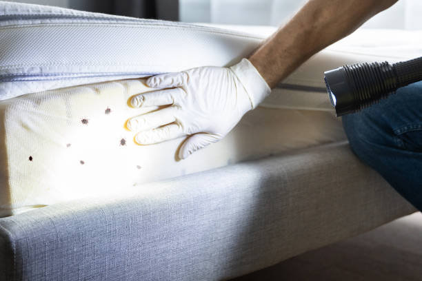 Best Emergency Pest Control  in Dillsboro, IN