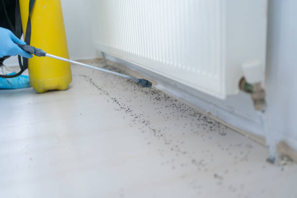 Best Ant Control Services  in Dillsboro, IN