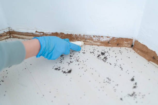 Best Residential Pest Control  in Dillsboro, IN